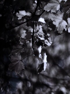 Жёлтые листья обои