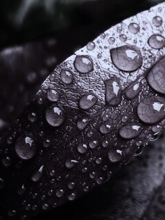 Капли росы на красных листьях обои