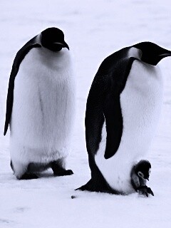 Семья пингвинов обои