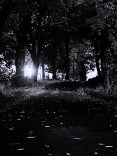 Дорога в осеннем парке обои