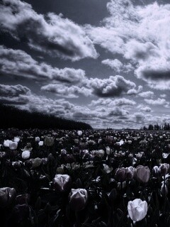 Поле тюльпанов обои