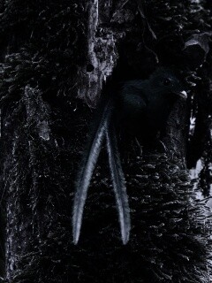 Райская птица в дупле обои