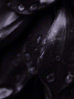 Лепестки обои