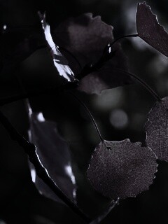 Красные листья обои