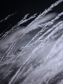 Колосья обои