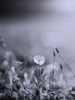 Летняя трава обои