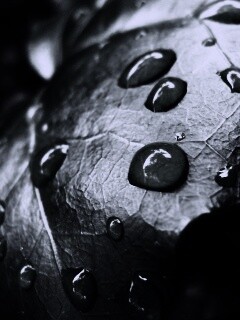 Капли росы на листе обои