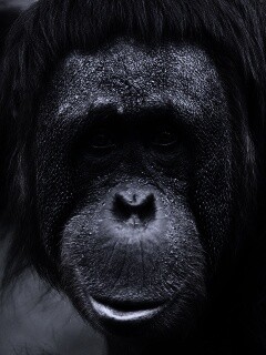 Орангутан обои