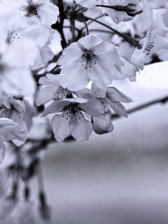 Цветение вишни обои