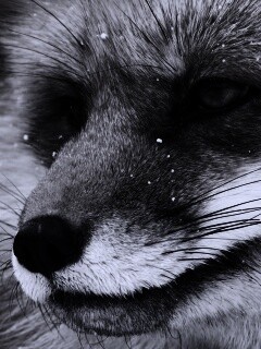 Морда рыжей лисы обои