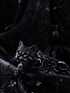 Оцелот обои