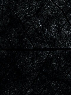 Свечение зеленого листа в макро обои