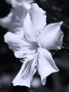 Эухарис, амазонская лилия обои