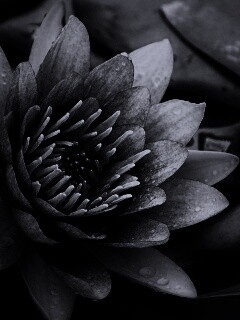 Кувшинка обои