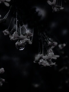 Жёлтые цветочки на ветке обои