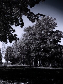 Осень в лесу обои