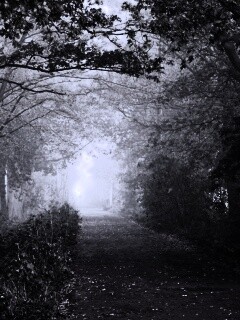 Парковая дорожка обои