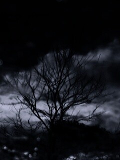 Голые деревья обои