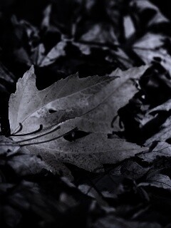 Мёртвая листва обои