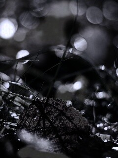 Опавший лист в траве обои