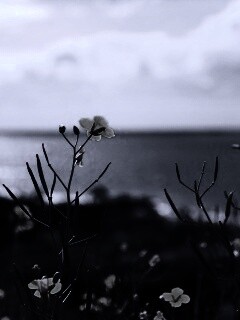 Мелкие жёлтые цветы обои