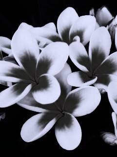 Прекрасные цветы обои