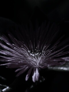 Чудесный цветок обои