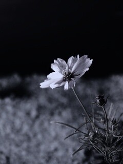 Полевой цветок обои