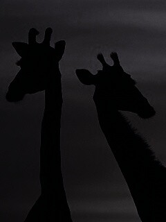 Три силуэта жирафов на фоне неба обои