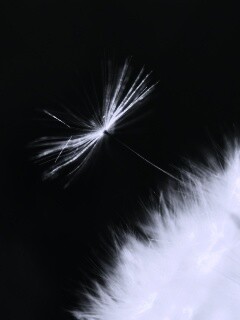 Пушинка одуванчика обои