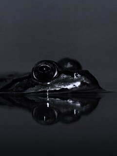 Лягушка обои