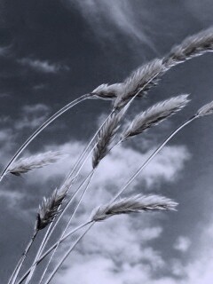 Колосья обои