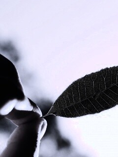 Листик в пальцах обои