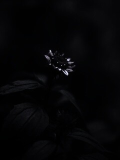 Фотография цветка обои