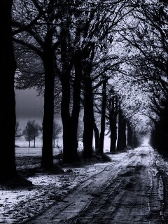 Морозное утро обои