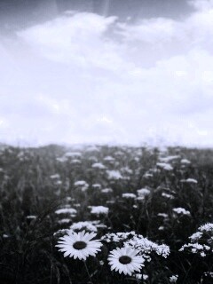 Поле ромашек обои