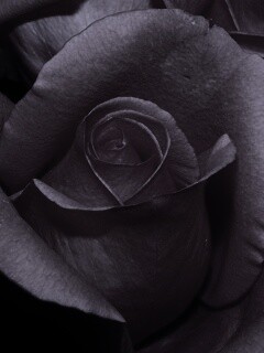 Бутон розы обои