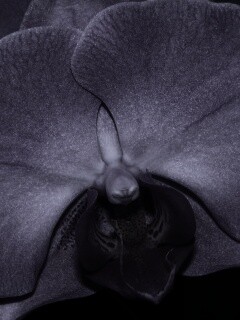 Фиолетовая орхидея обои