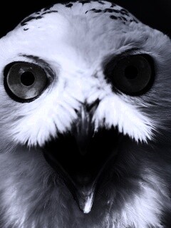Сова в шоке! обои