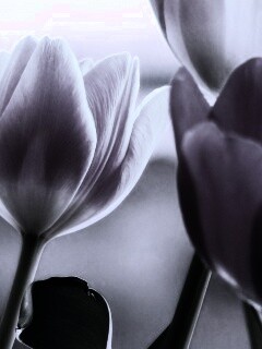 Тюльпаны обои