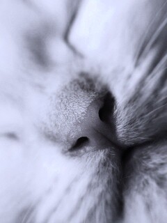 Кошачья мордочка обои