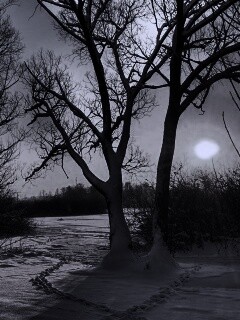 Солнечный свет в зимнем лесу обои