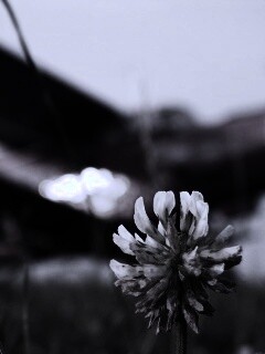 Цветок и красный самолет обои