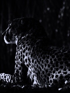 Гепард обои