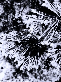 Хвойная ветка обои