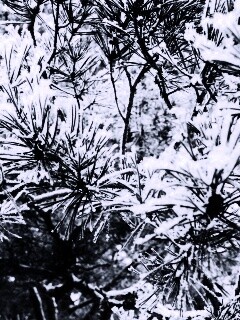 Фото сосны обои