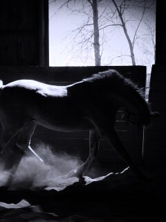 Белая лошадь в загоне обои