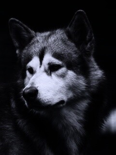 Собака с грустным взглядом обои