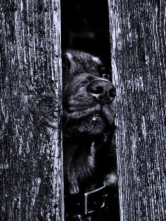 Собака выглядывает из-за забора обои