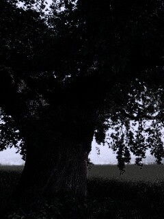 Старый дуб обои